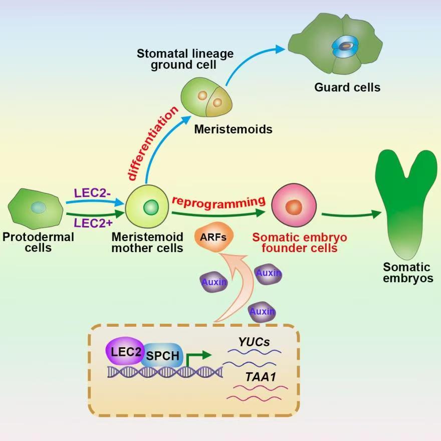 科研新突破！我國科學(xué)家破解植物細胞全能性世紀難題